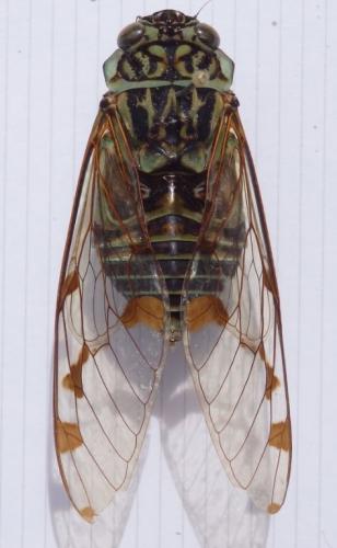 Zammara smaragdula